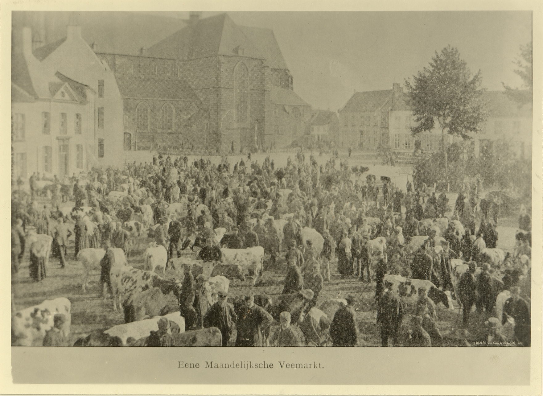 Een veestapel in Lier met of zonder schapen