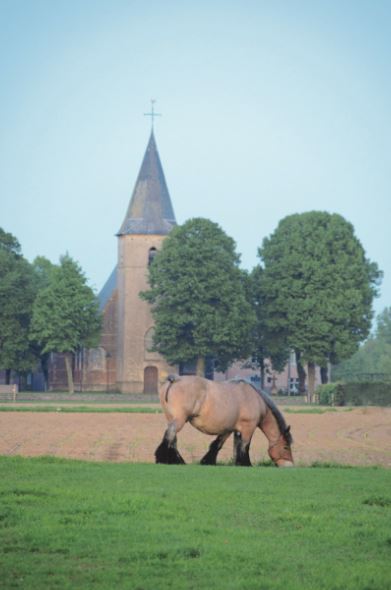 Trekpaarden van ’t Groenenbroek