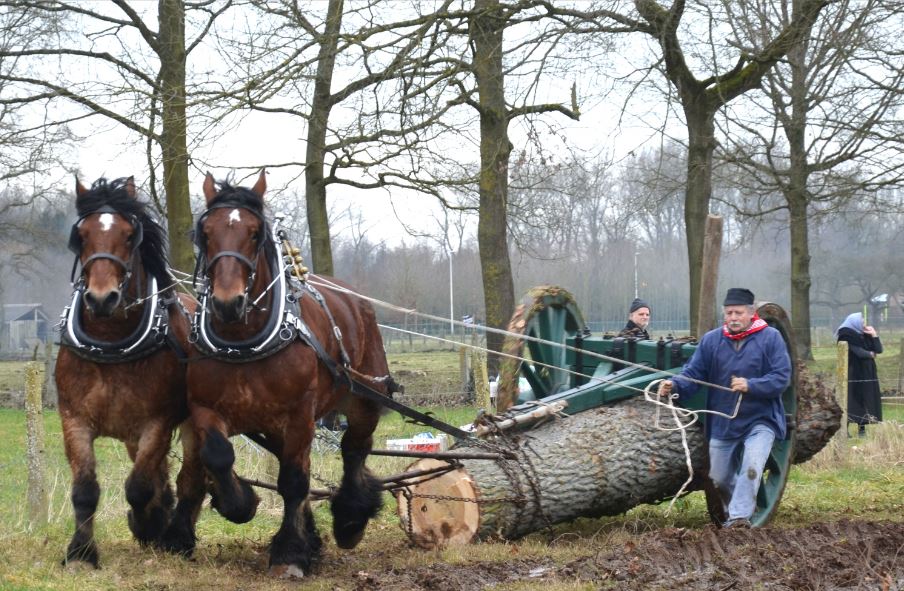 Het trekpaard en de ‘euts’ of boomezel