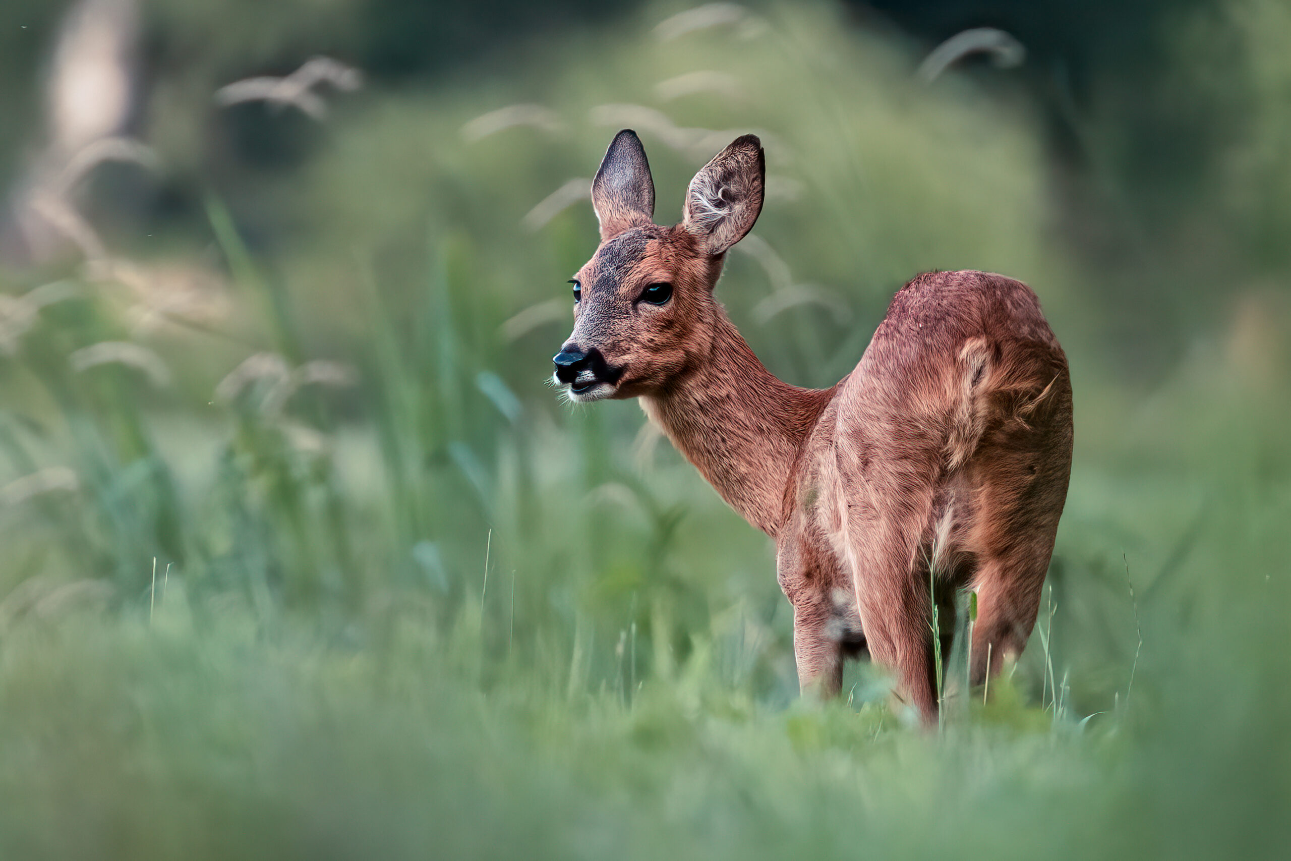 Avontuurlijke ochtendwandeling langs flora en fauna