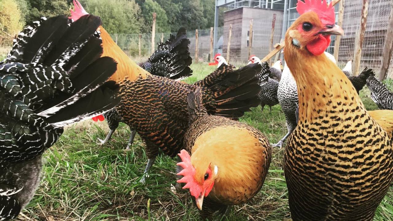 Help! Er zit een Campine in mijn tuin!