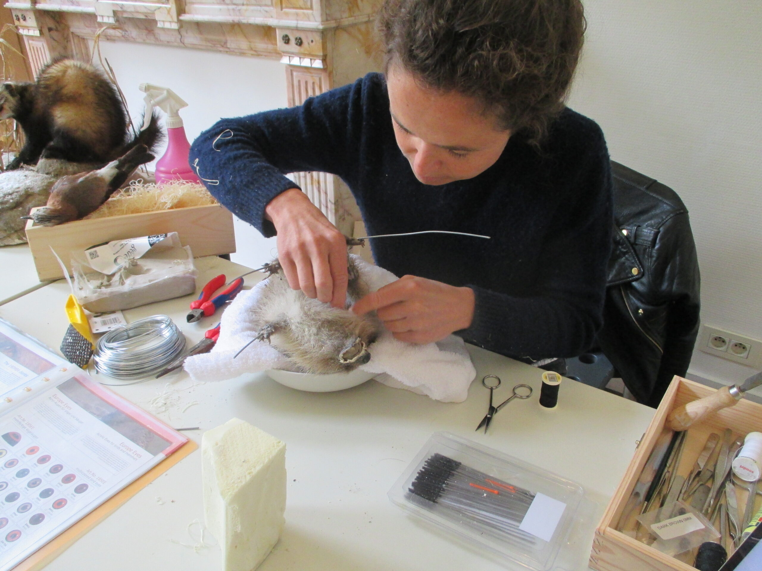 Taxidermie komt tot leven in het Natuurpunt Museum