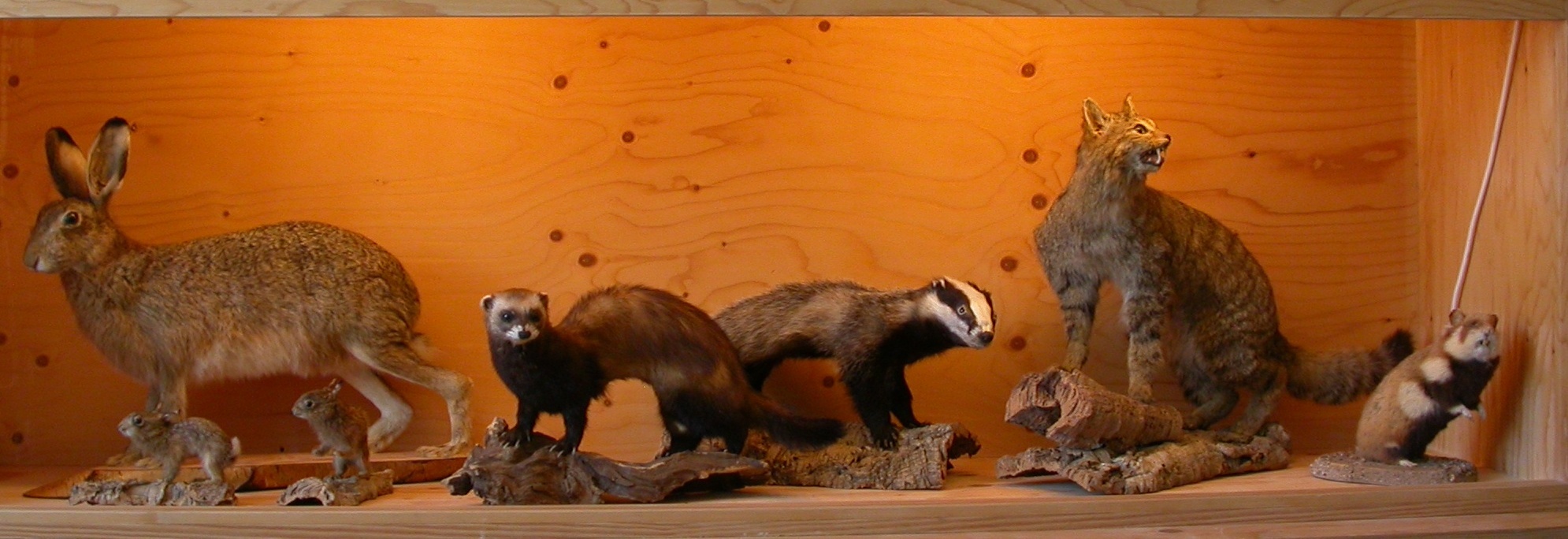 Wat de ‘opgezette’ dieren ons vertellen