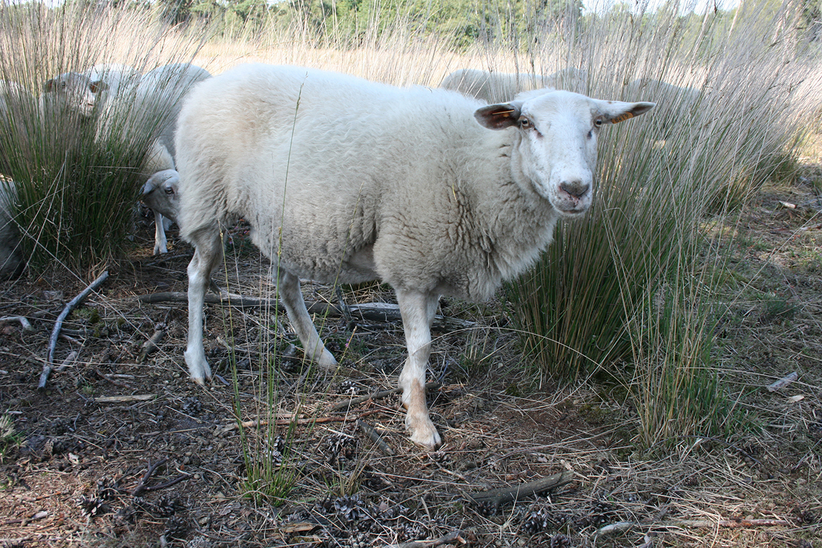 Het Kempense Heideschaap