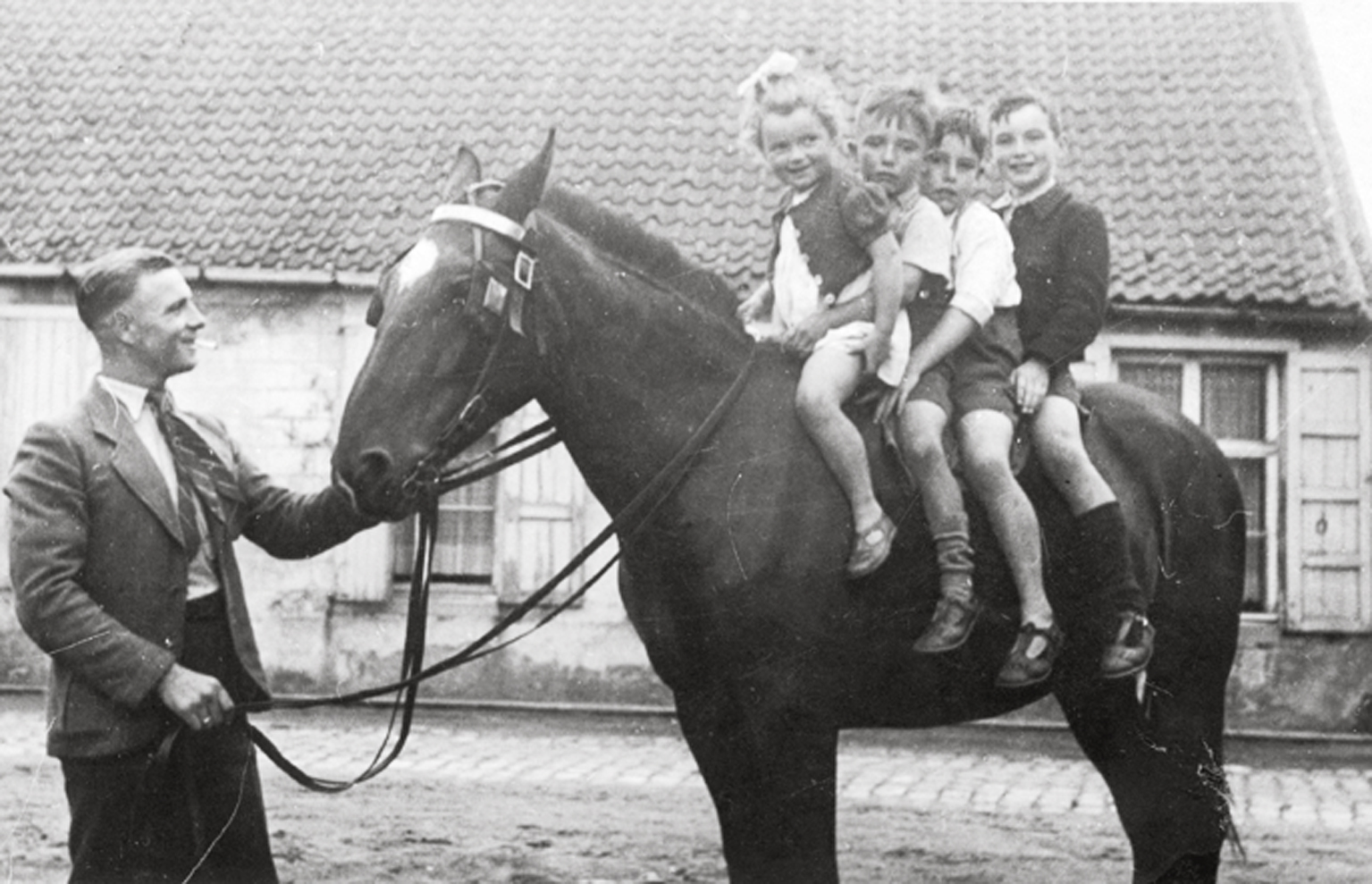 Het paard, koning van het erf